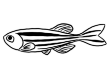 Zebarfish
