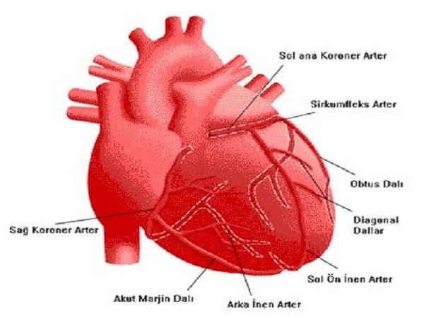 Heart
