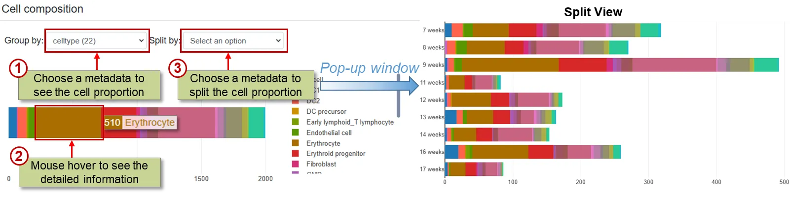 Cell composition view