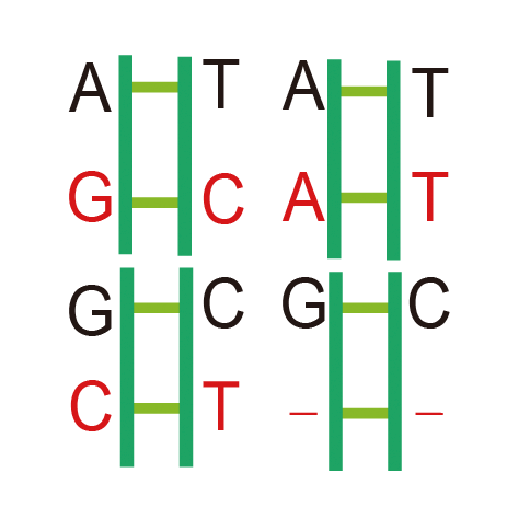 Transcriptome